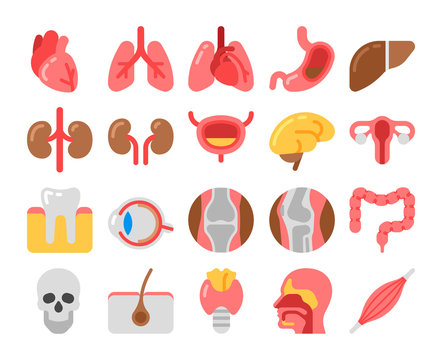 flat style Medical Icons with human organs