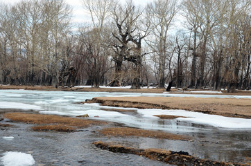 Grove with the oldest relic poplars on the banks of the river