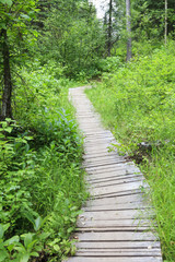 Obraz premium Wood path in forest