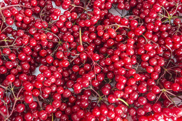 Viburnum berries background