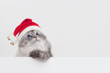 Katze mit Weihnachtsmütze
