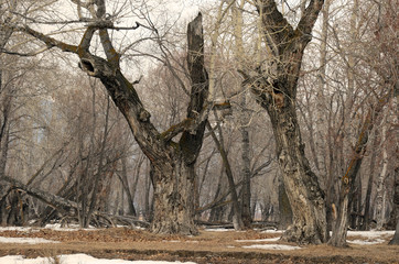 Grove with the oldest relic poplars near Lake Baikal