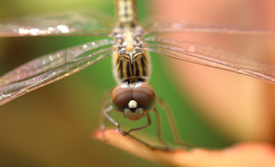Macro Dragonfly,Dragonfly.