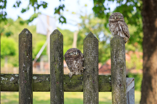Junge Steink&auml;uze