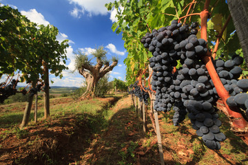 Time lapse 4k of Chianti vineyard landscape in autumn, Tuscany,