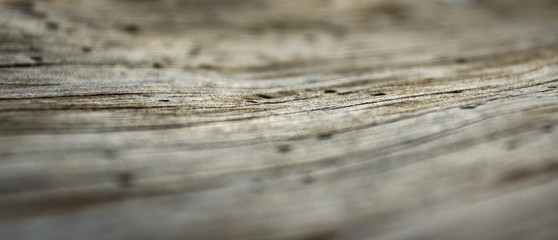 Obraz premium old cracked log