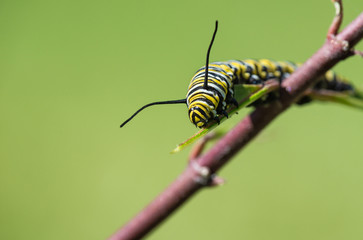 Monarch butterfly caterpillar feeding on garden milkweed. Natural green background with copy space.