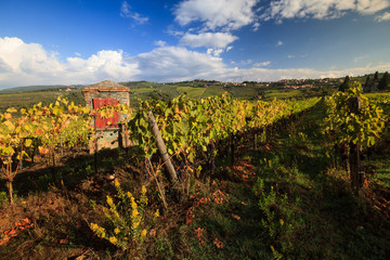 Vineyard landscape in autumn with typical artesian well, Tuscany