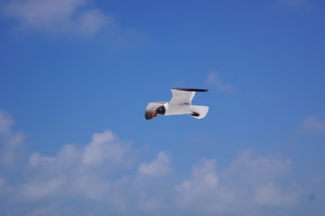 Seagull flying freely