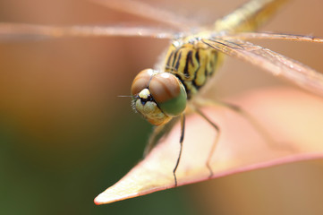 Macro Dragonfly,Dragonfly.