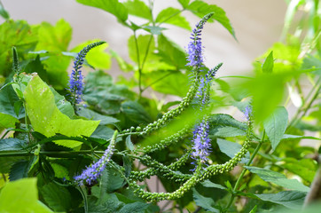 blue wildflowers in the meadow