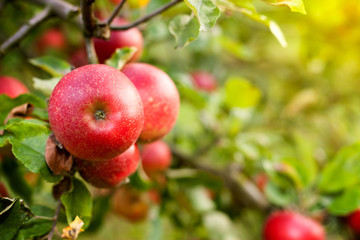 ripe red apple on tree