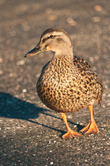 Female mallard duck walking on dirt road on back bay of island at sunrise