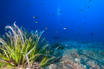 Fototapeta na wymiar Green Sea Grass Underwater , Mediterranean sea.