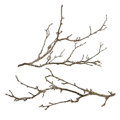 Fototapeta na wymiar Dry tree branch with lichen isolated