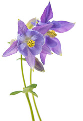 Fototapeta premium Columbines Isolated