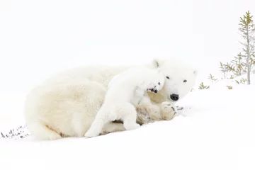 Tableaux ronds sur plexiglas Ours polaire Polar bear mother (Ursus maritimus) playing with two new born cubs, Wapusk National Park, Manitoba, Canada