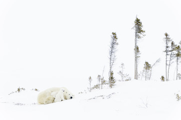 Polar bear mother (Ursus maritimus) sleeping on tundra with two new born cubs sheltering, Wapusk National Park, Manitoba, Canada
