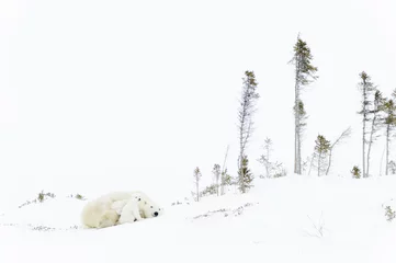 Papier Peint photo autocollant Ours polaire Polar bear mother (Ursus maritimus) sleeping on tundra with two new born cubs sheltering, Wapusk National Park, Manitoba, Canada