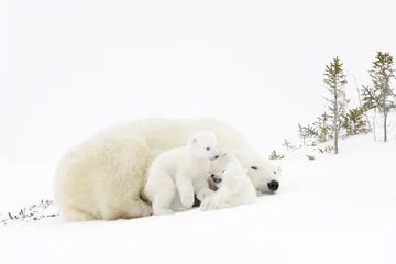 Papier Peint photo autocollant Ours polaire Polar bear mother (Ursus maritimus) playing with two new born cubs, Wapusk National Park, Manitoba, Canada