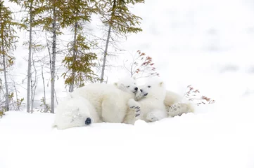 Plaid avec motif Ours polaire Mère ours polaire (Ursus maritimus) avec deux oursons, parc national de Wapusk, Manitoba, Canada