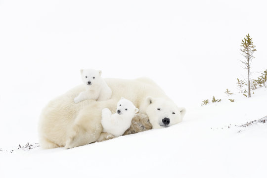 Polar bear mother (Ursus maritimus) playing with two new born cubs, Wapusk National Park, Manitoba, Canada