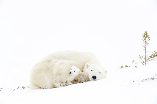 Polar bear mother (Ursus maritimus) sleeping on tundra with new born cub sheltering, Wapusk National Park, Manitoba, Canada