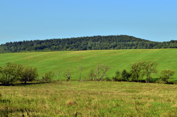 łąka © wedrownik52