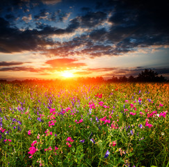 Obraz premium sunset over wild flower meadow