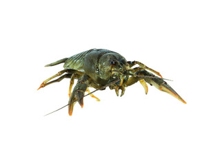 Common lobster isolated on a white studio background.