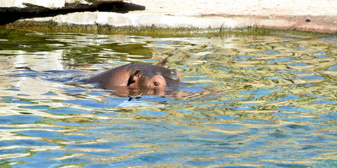 hippopotame