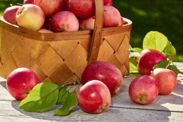 Basket of freshly harvested apples on wooden table.