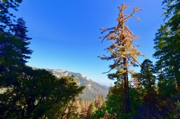 Lone Tree