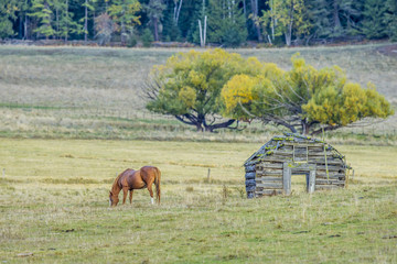 Horse grazes in pasture.