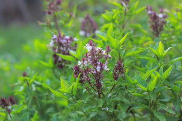 basil flower in the garden