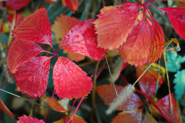 Colorful autumn leaves