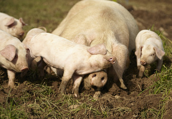 An adult mummy pig sleeping surrounded by her piglets in a muddy field