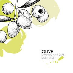 Vector set of hair care ingredients. Organic hand drawn elements. Olive branch.