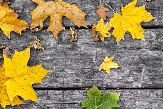 Fallen maple leaves on old wooden table. Autumn background. Vintage concept. Back to school.