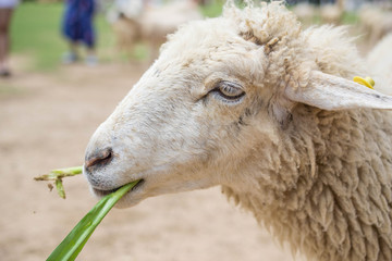 Sheeps in a farm