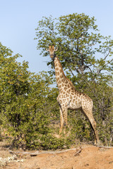 Giraffe in Kruger NP
