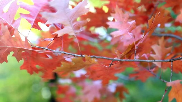 Red maple leaves fluttering in the wind macro view soft focus