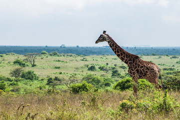 
Giraffe photographed in Nairobi national park during the early hours of the day