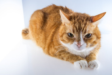 красивый домашний кот на светлом фоне 