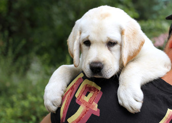 little cute labrador puppy on a shoulder