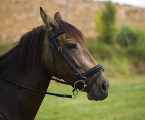 Close up of the head of a brown horse in the meadow