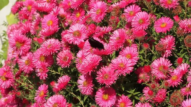 European peacock on astern flowers in a garden