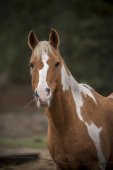 Portrait of a horse.