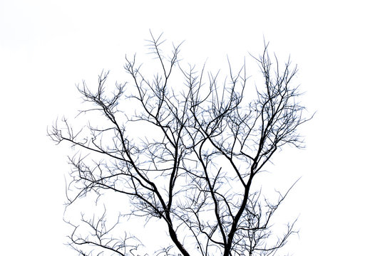 Tree with no leaves