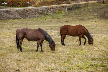 Fototapeta premium Two horses grazing.